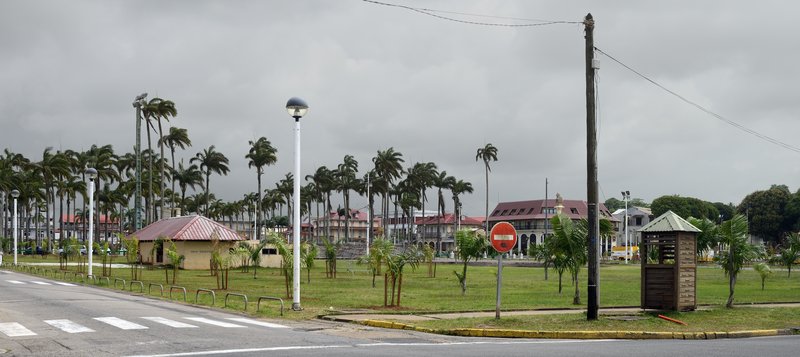 Caribbean Royal Palm photo 2