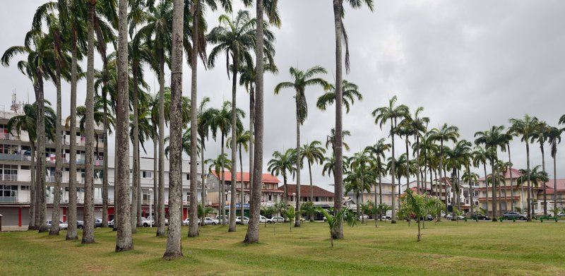 Caribbean Royal Palm photo 3
