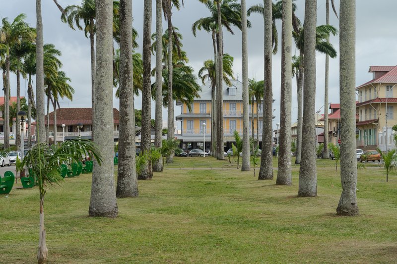 Caribbean Royal Palm photo 5
