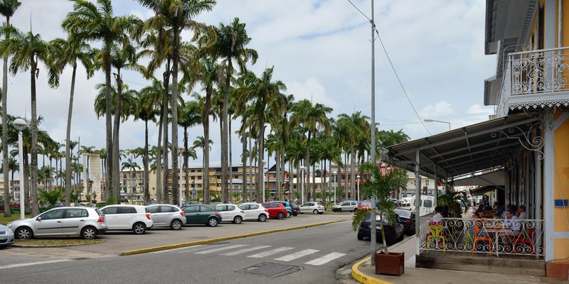 Caribbean Royal Palm photo 6