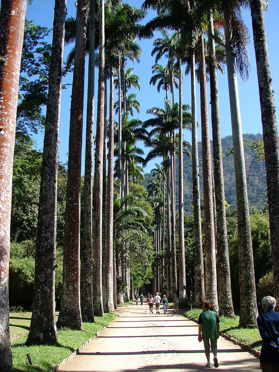 Caribbean Royal Palm photo 7