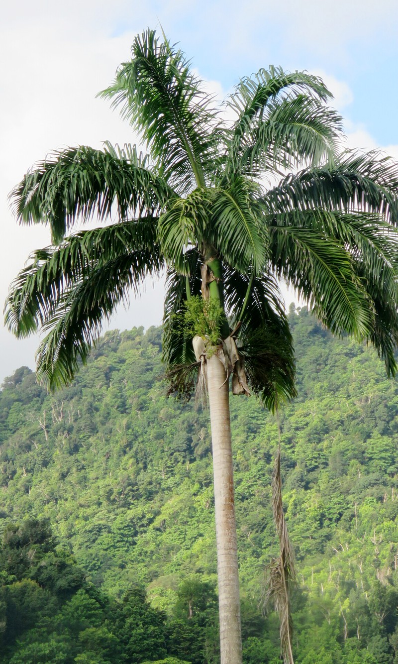 Caribbean Royal Palm