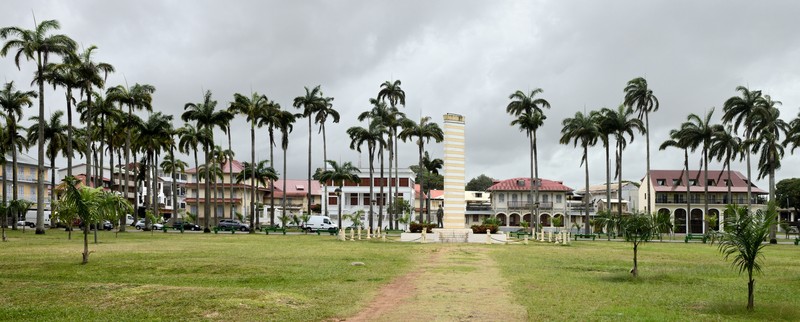 Caribbean Royal Palm photo 8