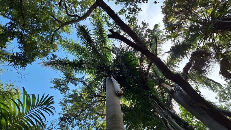 Royal Palm photo 2