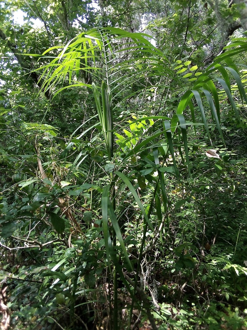 Royal Palm photo 3