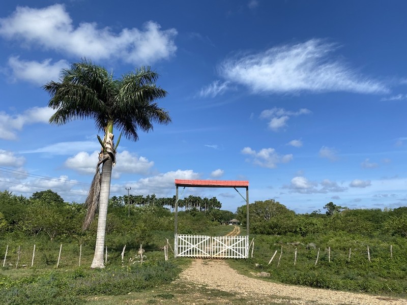 Royal Palm photo 4