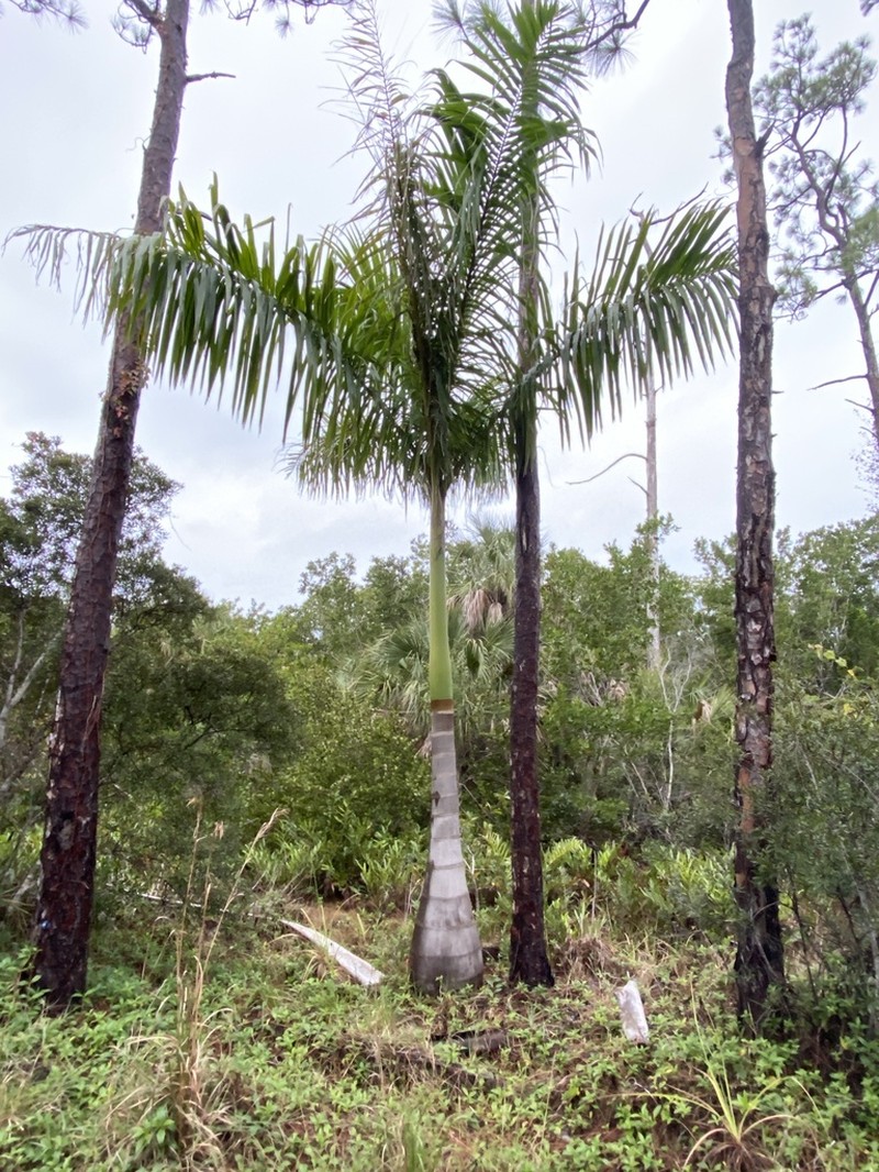 Royal Palm photo 5