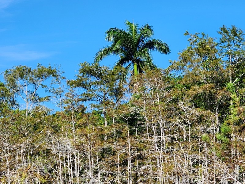 Royal Palm photo 6