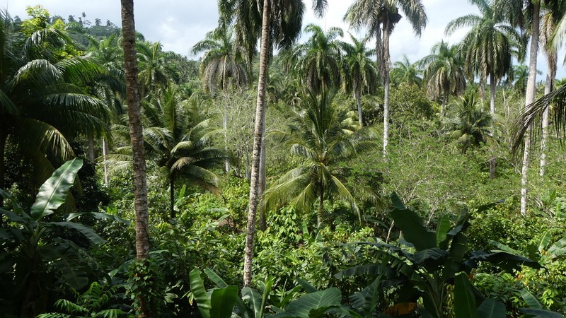 Royal Palm photo 7