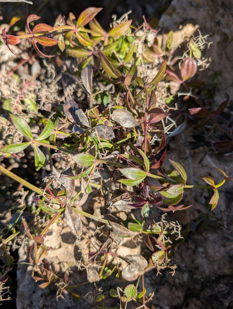 Rubia peregrina subsp. peregrina