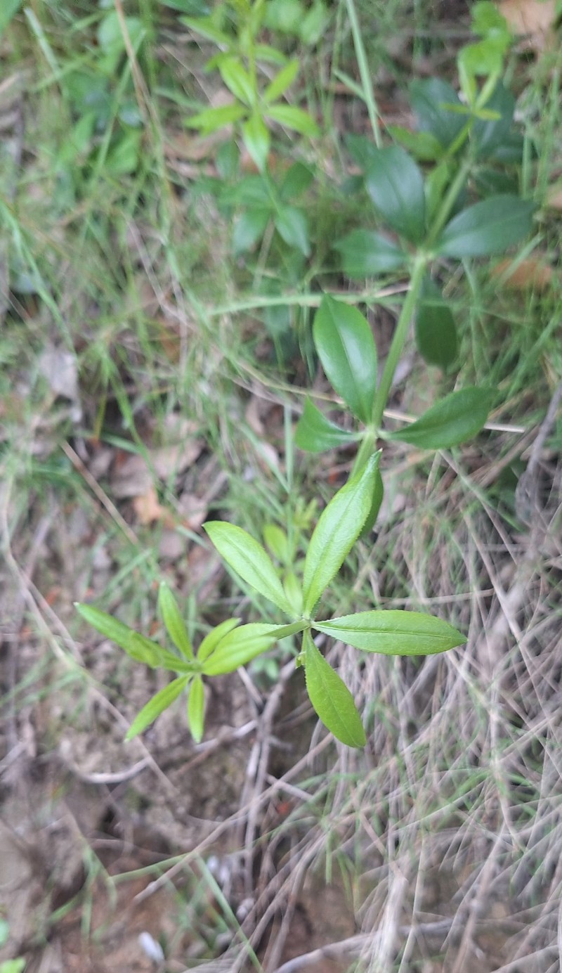 Rubia peregrina subsp. peregrina photo 2