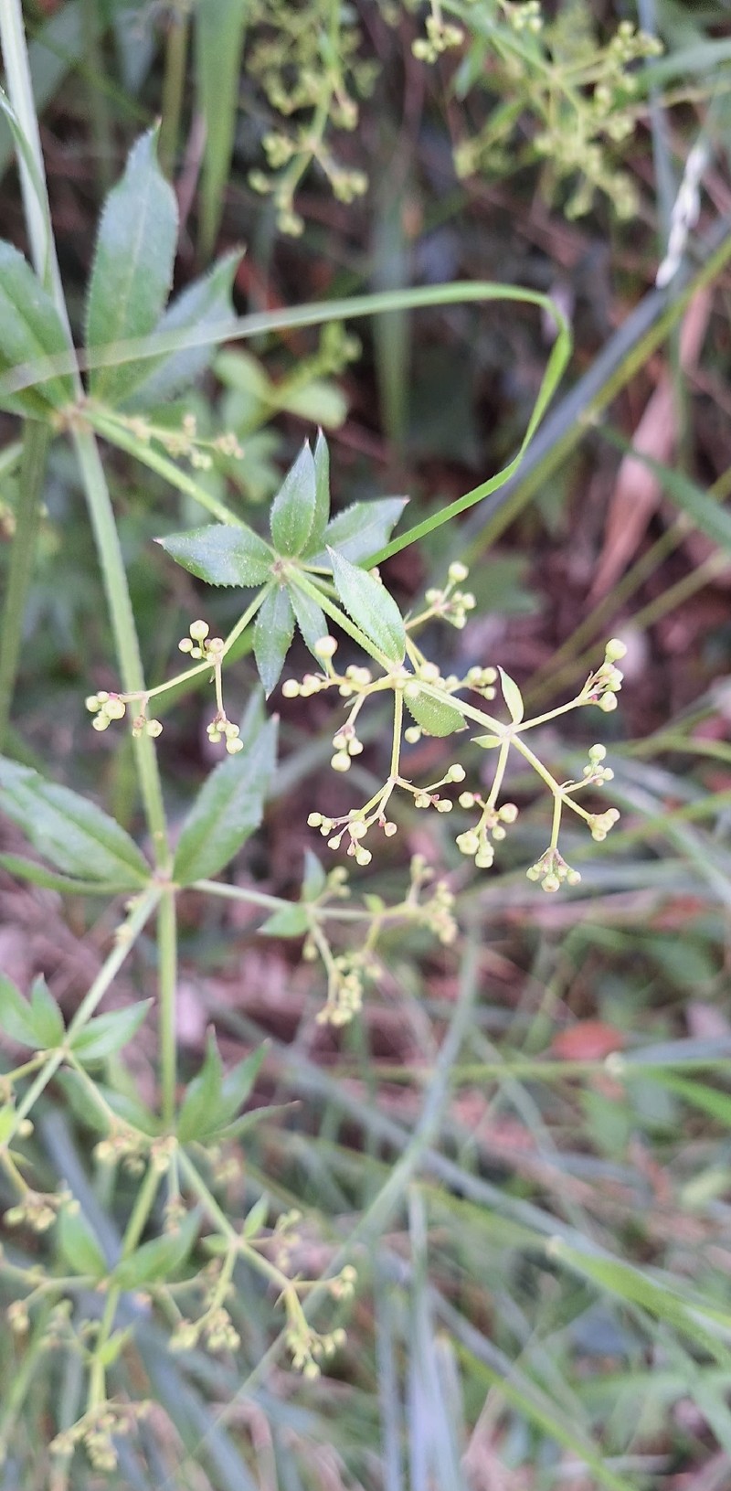 Rubia peregrina subsp. peregrina photo 3
