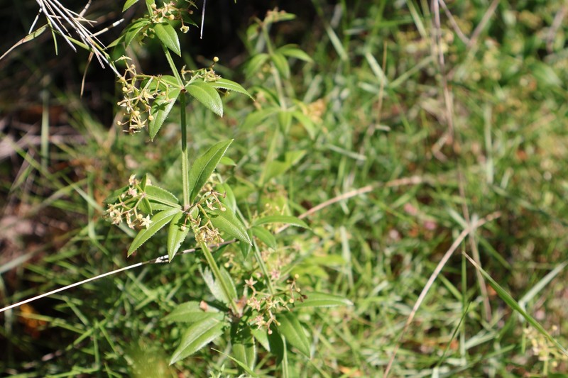 Rubia peregrina subsp. peregrina photo 4