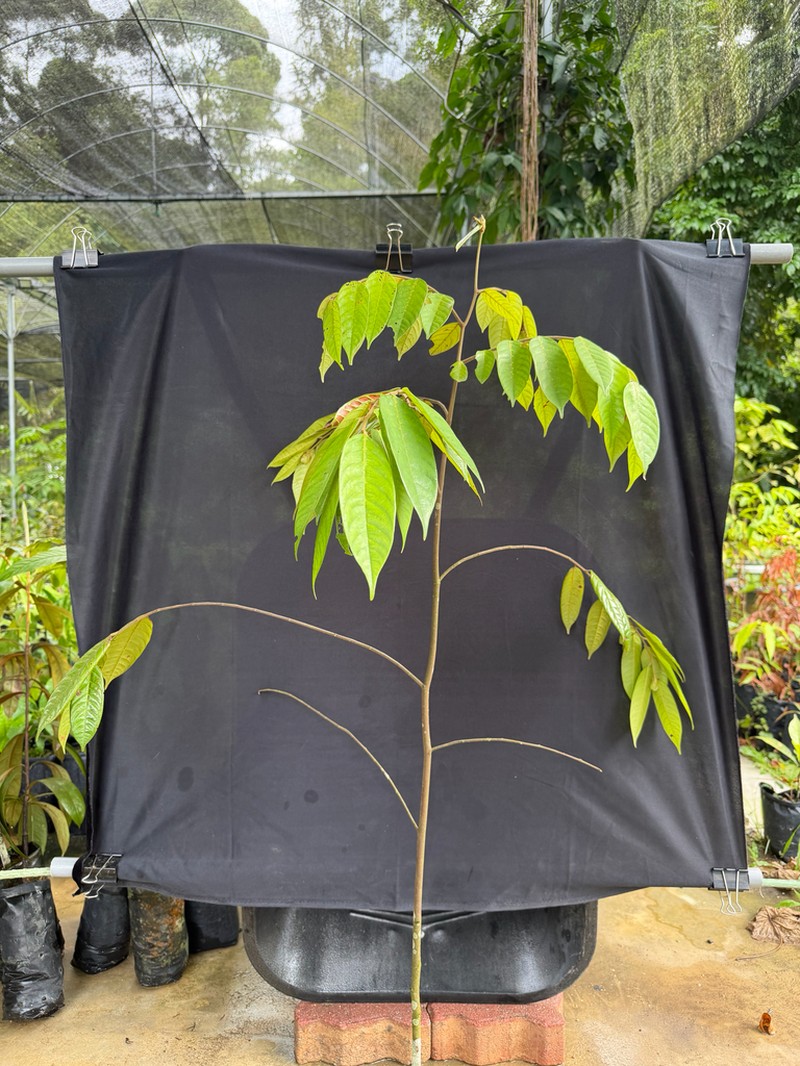 Rubroshorea acuminata