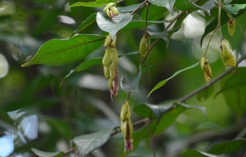 Rubroshorea acuminata photo 2