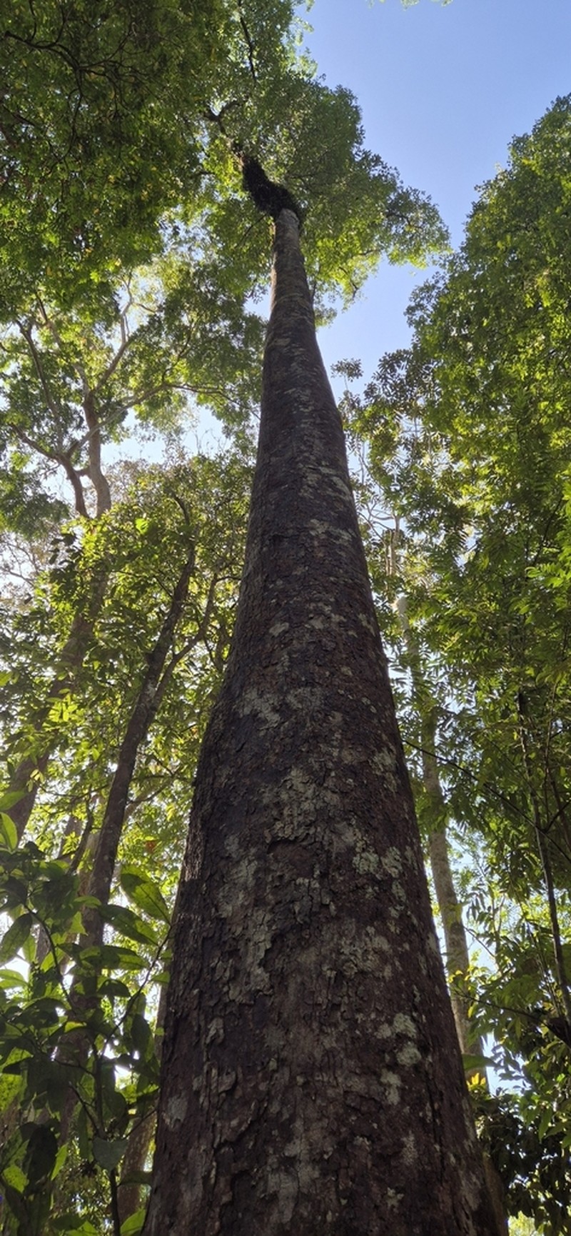 Rubroshorea acuminata photo 3