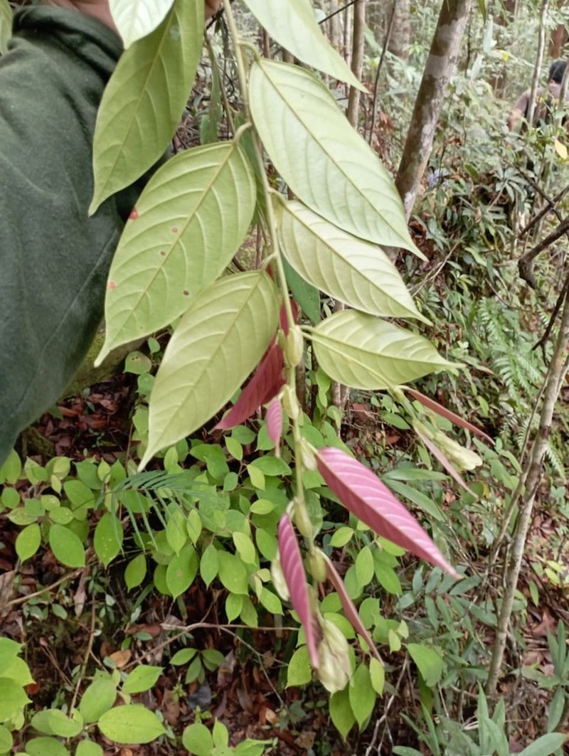 Rubroshorea acuminata photo 4
