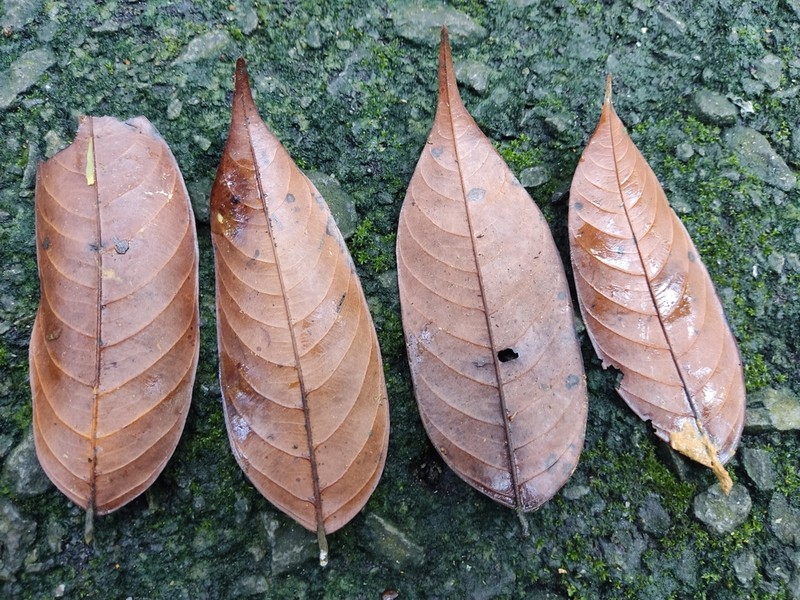 Rubroshorea acuminata photo 5
