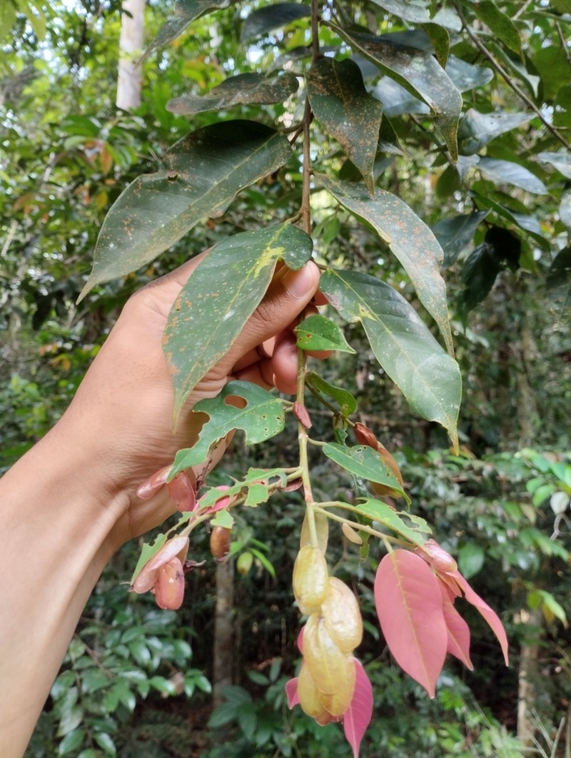 Rubroshorea acuminata photo 6