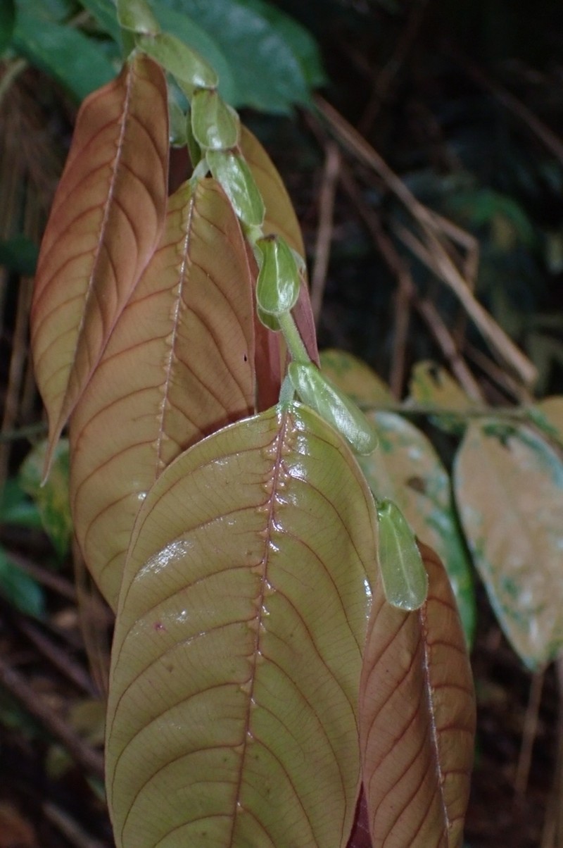 Rubroshorea acuminata photo 7