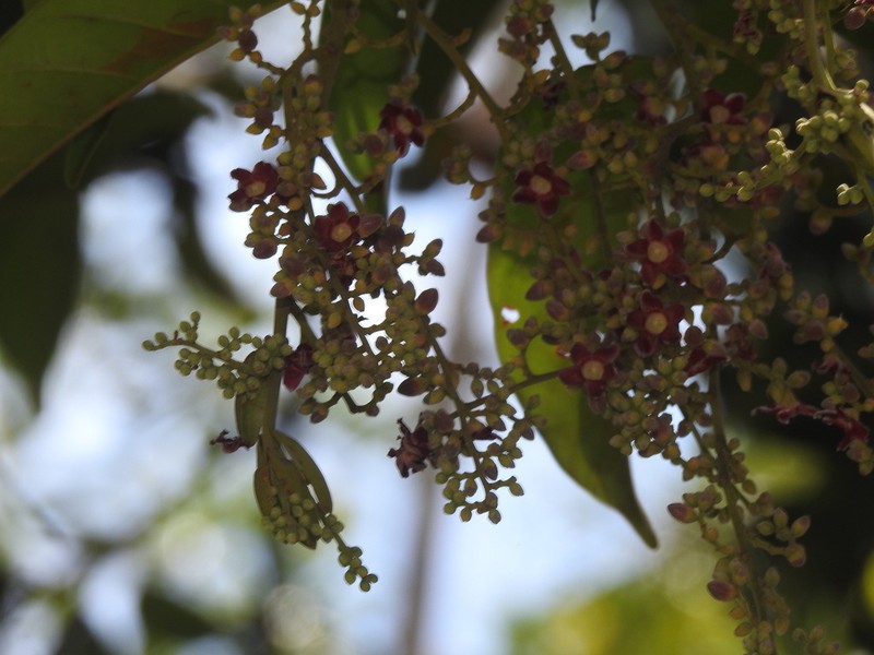 Rubroshorea acuminata photo 8