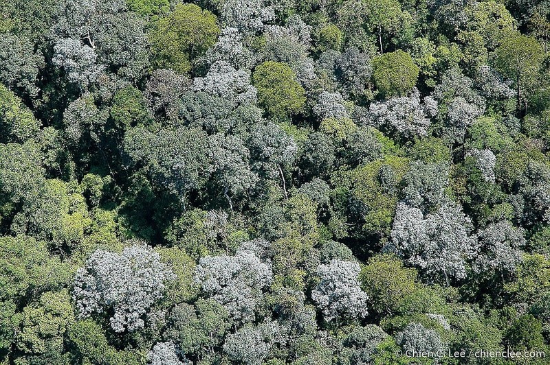 Rubroshorea albida