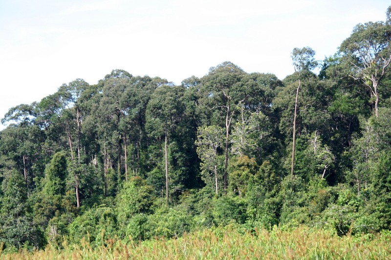 Rubroshorea albida photo 2
