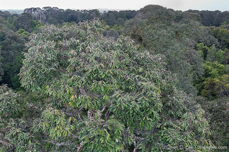 Rubroshorea albida photo 3