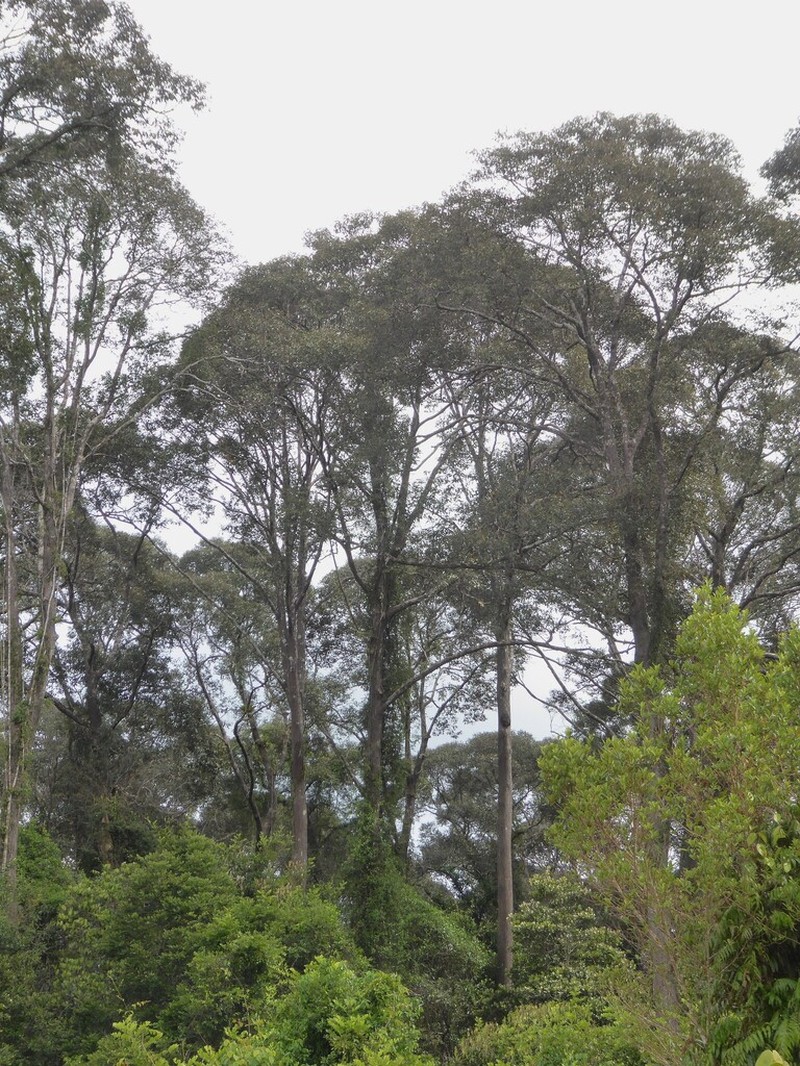 Rubroshorea albida photo 4