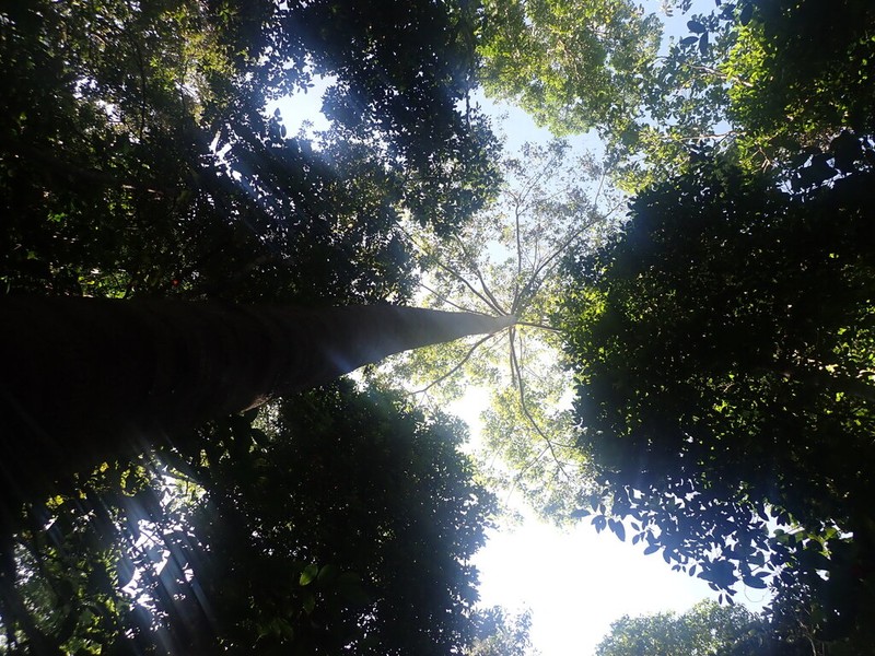 Rubroshorea almon photo 4