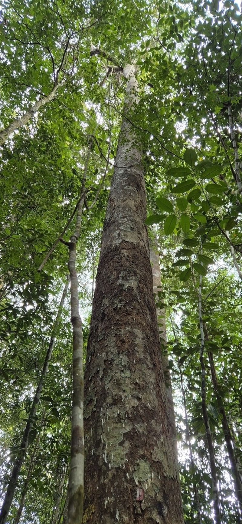 Rubroshorea amplexicaulis
