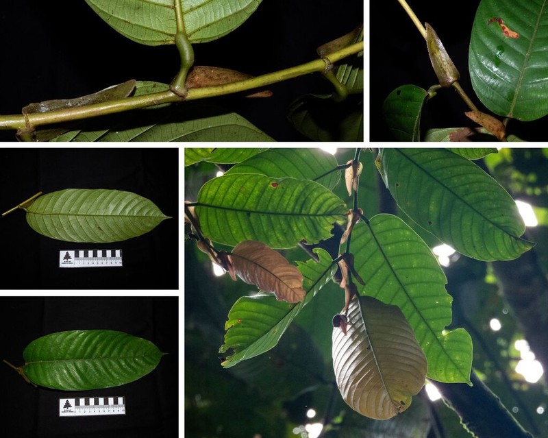 Rubroshorea amplexicaulis photo 2