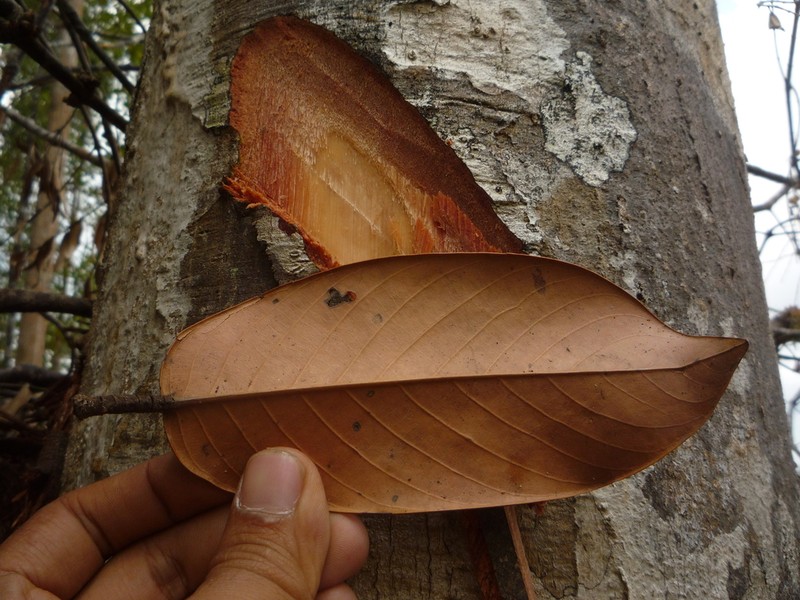 Rubroshorea amplexicaulis photo 3