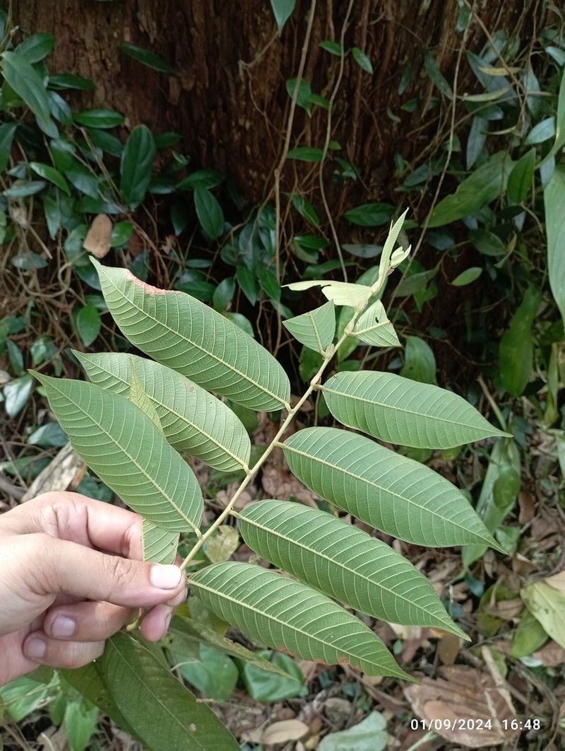 Rubroshorea argentifolia