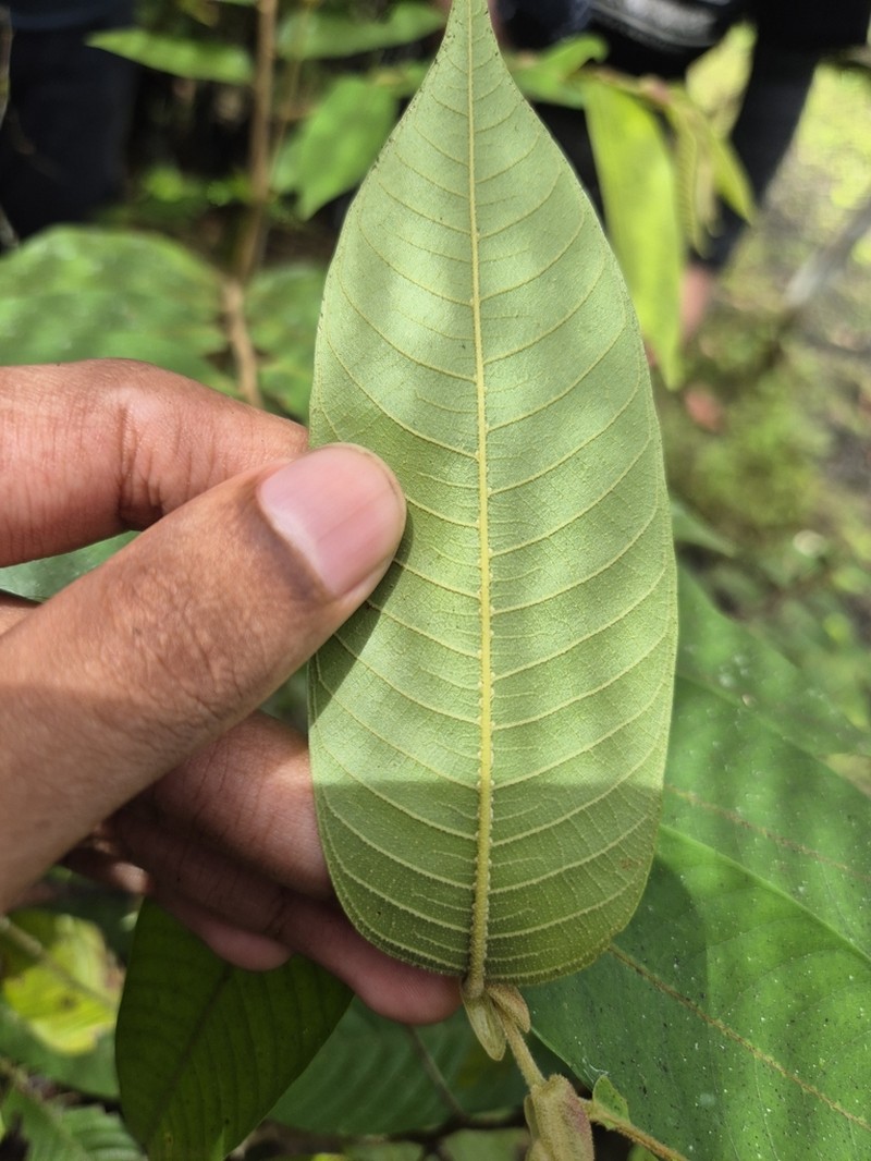 Rubroshorea argentifolia photo 2