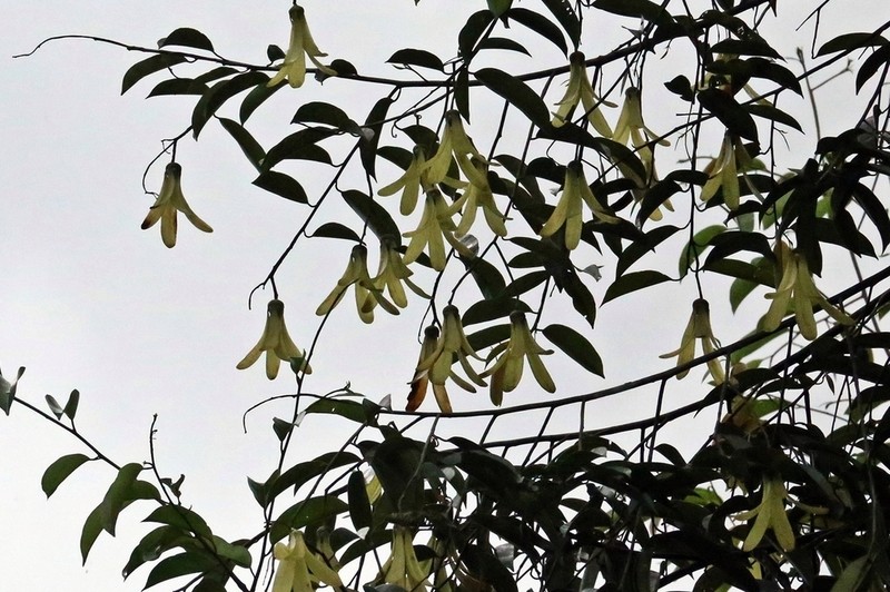 Rubroshorea balangeran photo 2