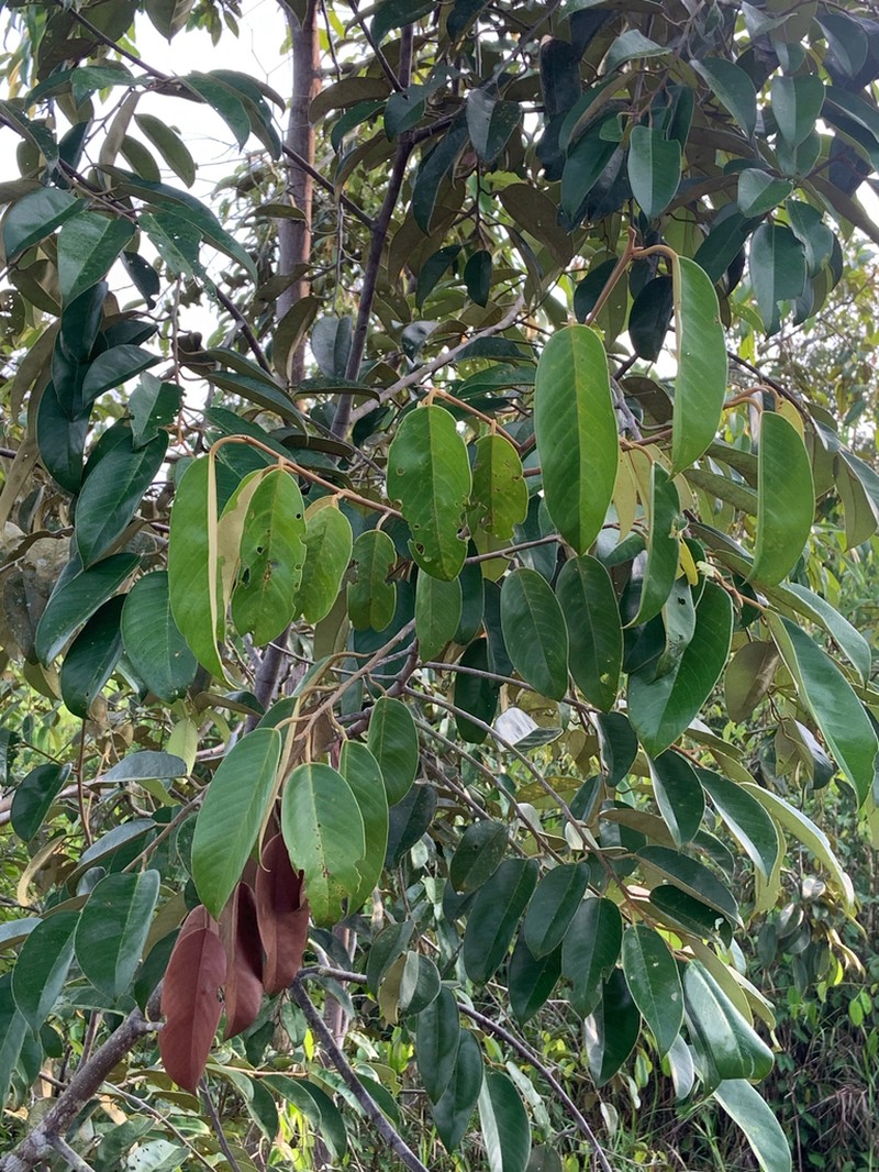 Rubroshorea balangeran photo 3