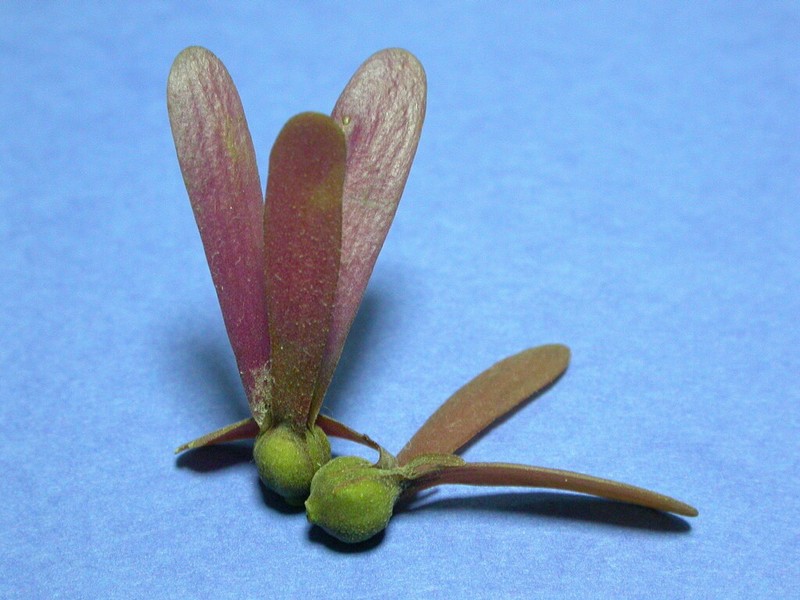 Rubroshorea curtisii