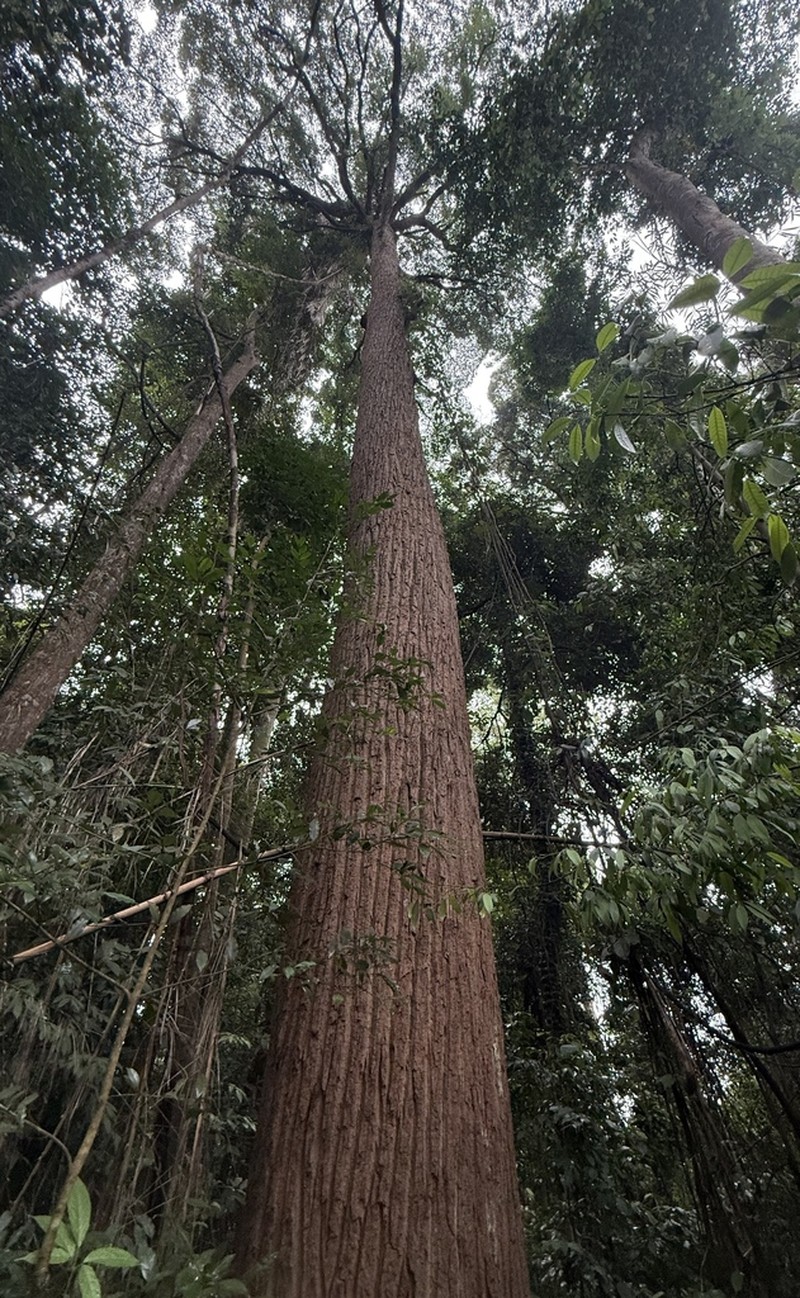Rubroshorea curtisii photo 2