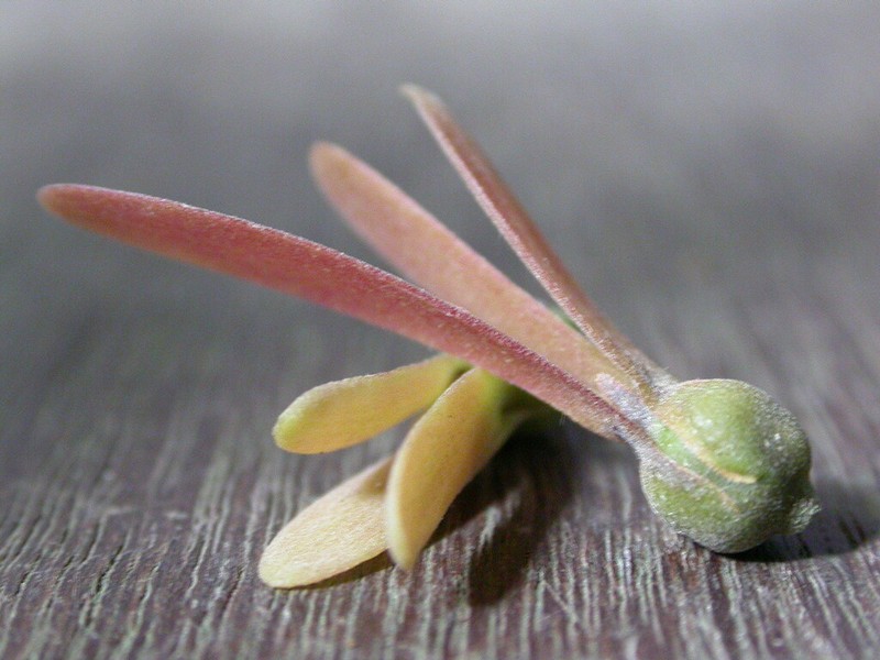Rubroshorea curtisii photo 4
