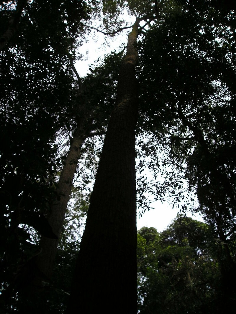 Rubroshorea curtisii photo 8