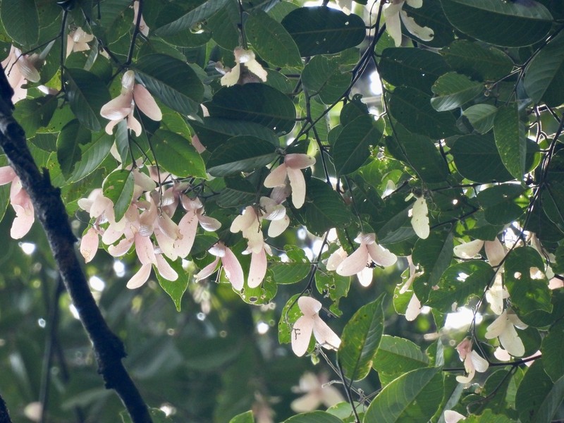 Rubroshorea dasyphylla