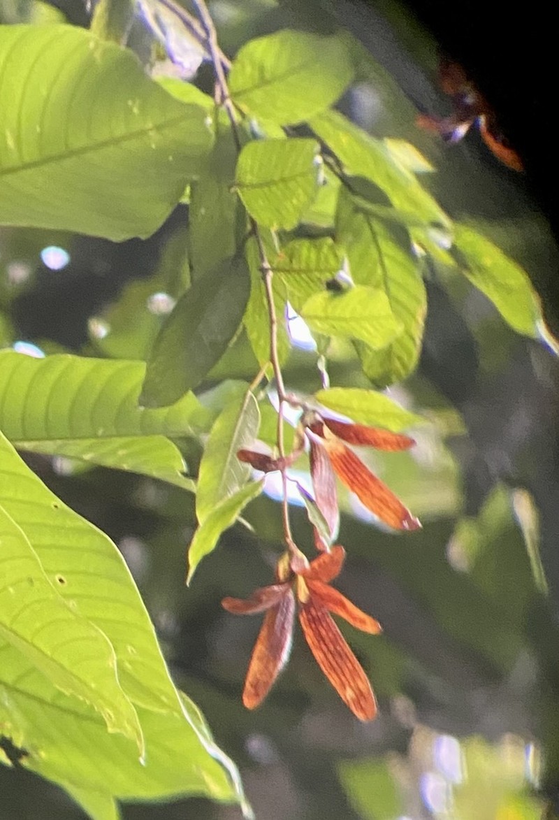 Rubroshorea dasyphylla photo 2