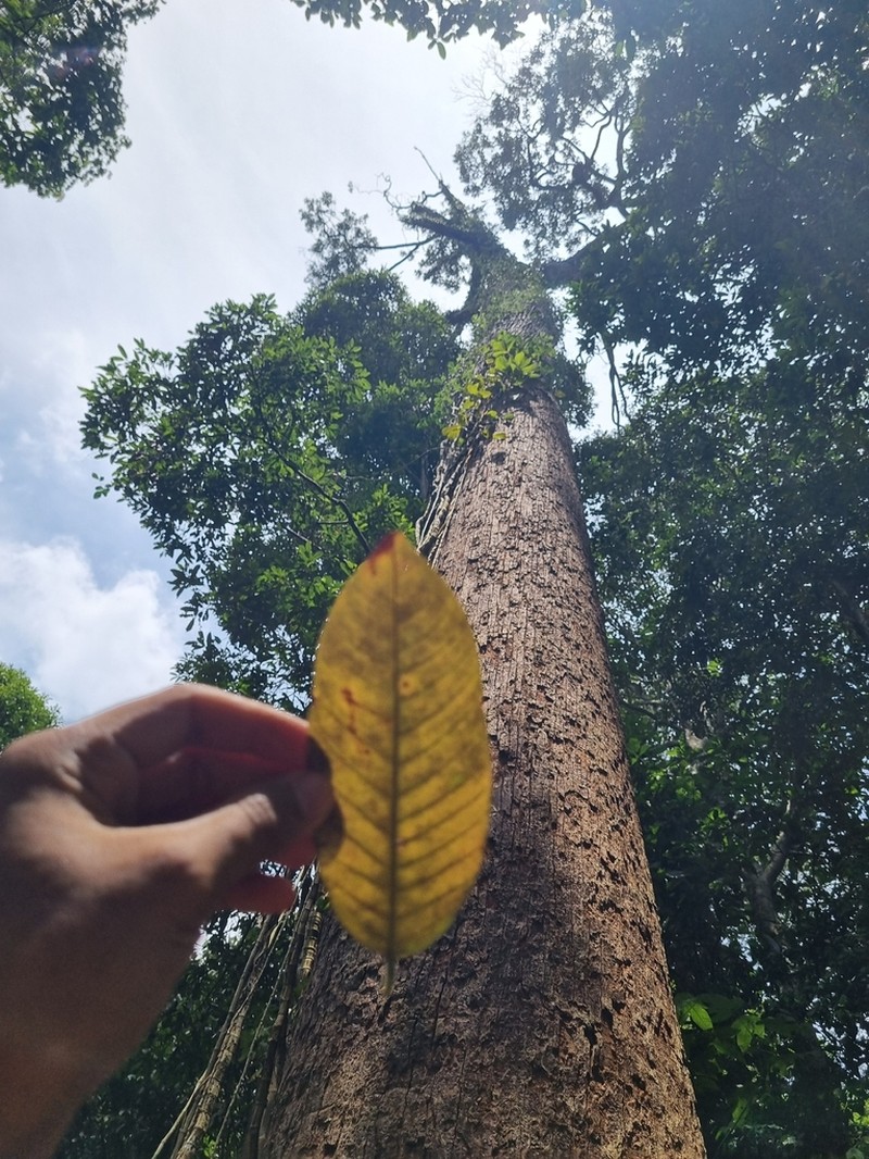 Rubroshorea dasyphylla photo 4