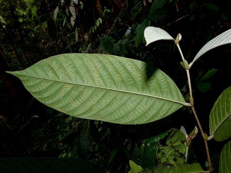 Rubroshorea fallax