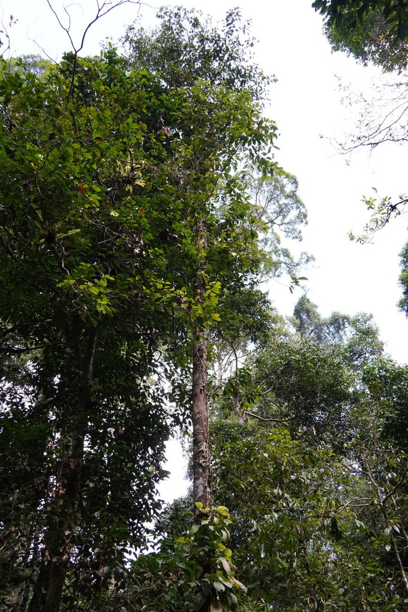 Rubroshorea fallax photo 2