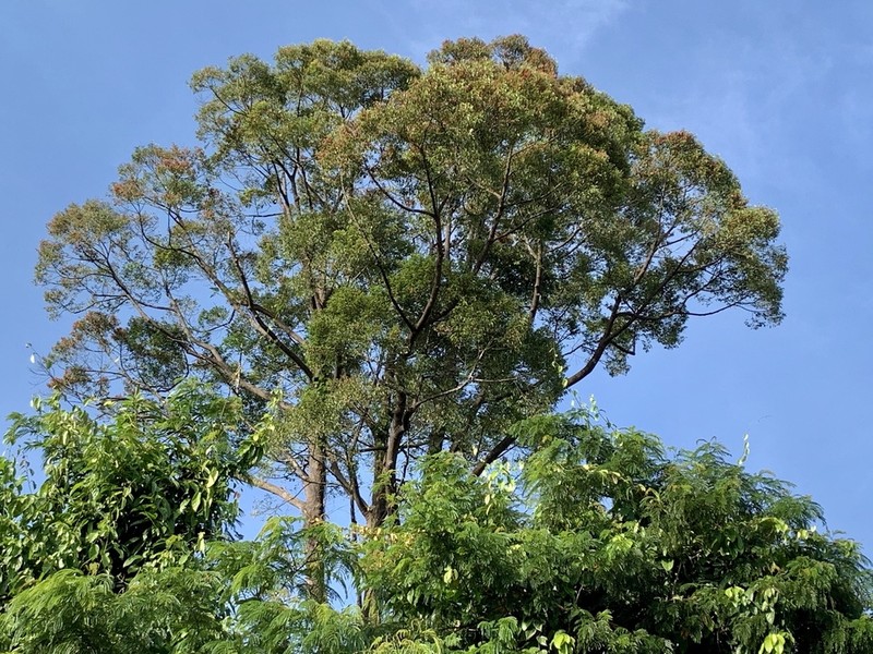 Rubroshorea ferruginea