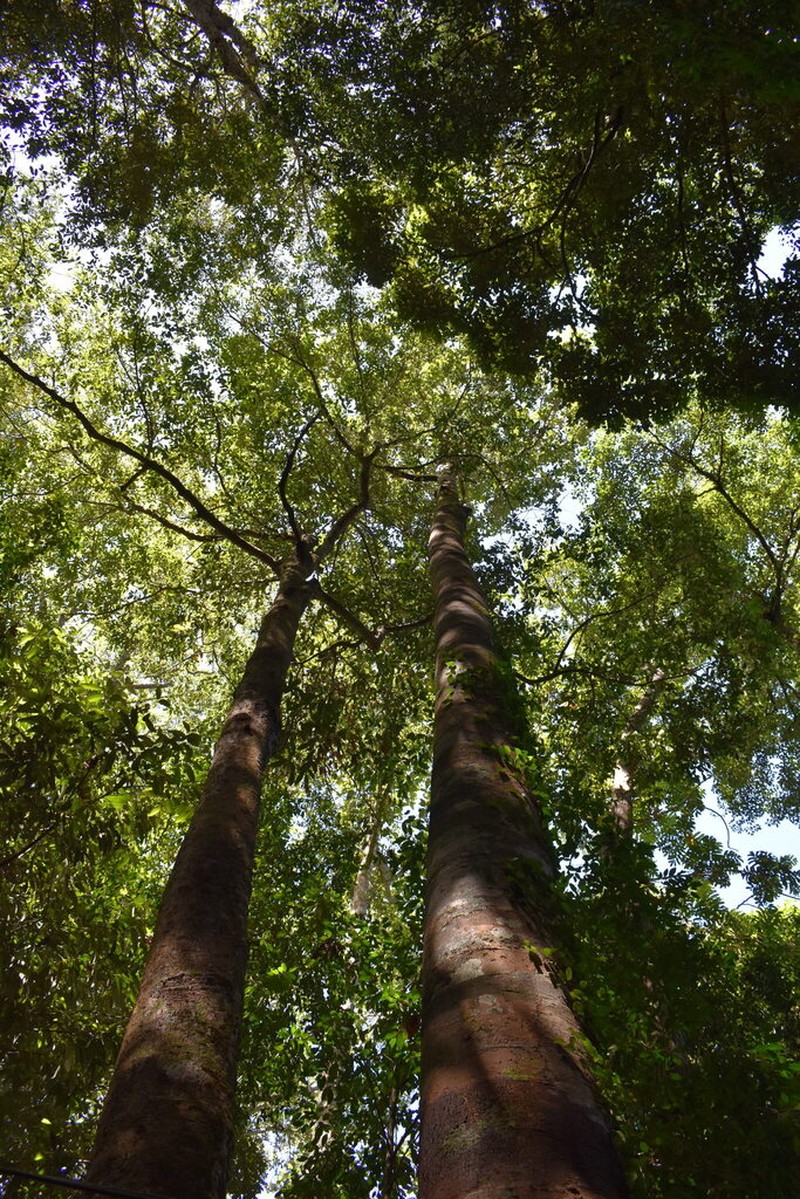 Rubroshorea flemmichii
