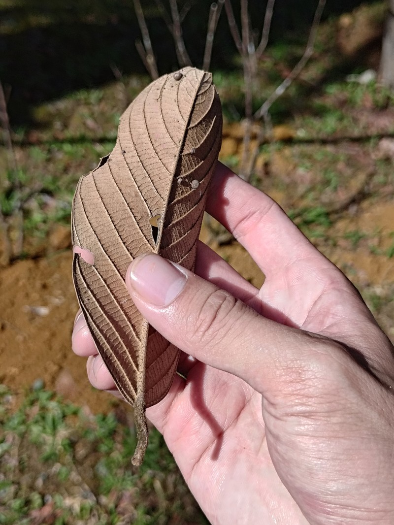 Rubroshorea flemmichii photo 2