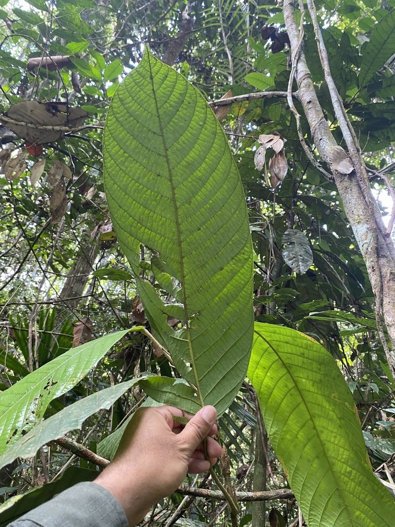Rubroshorea hemsleyana photo 2